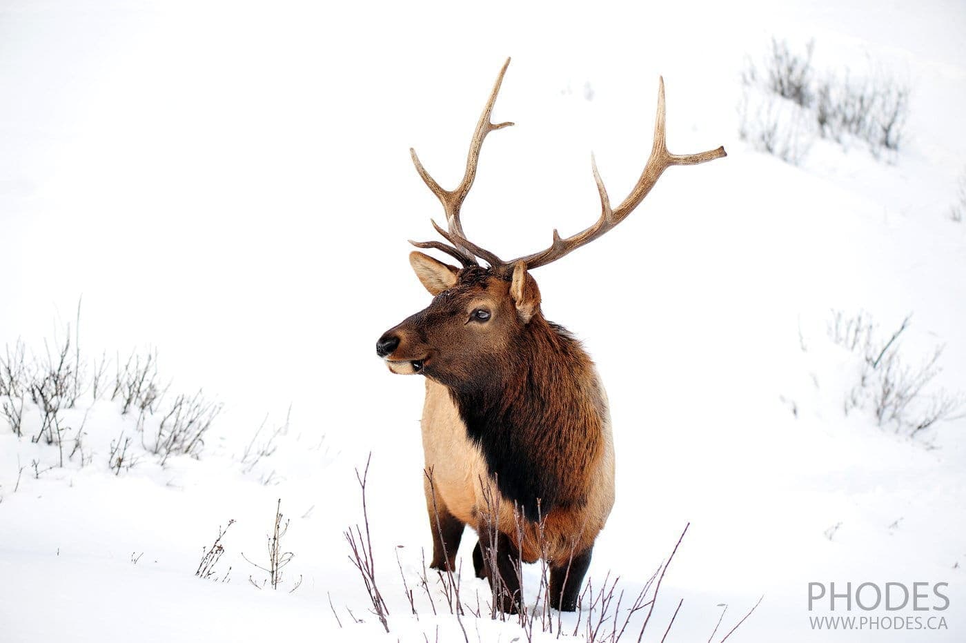 Deer in winter Banff