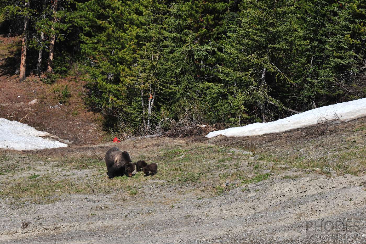 Медведи гризли с фуникулёра Grizzly Express