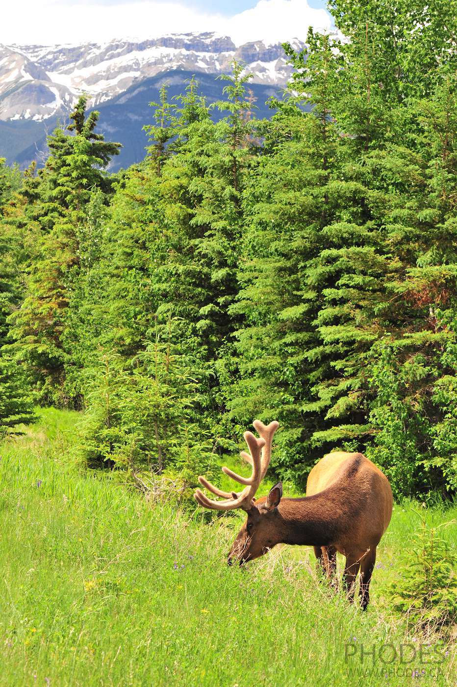 La faune dans le parc Jasper