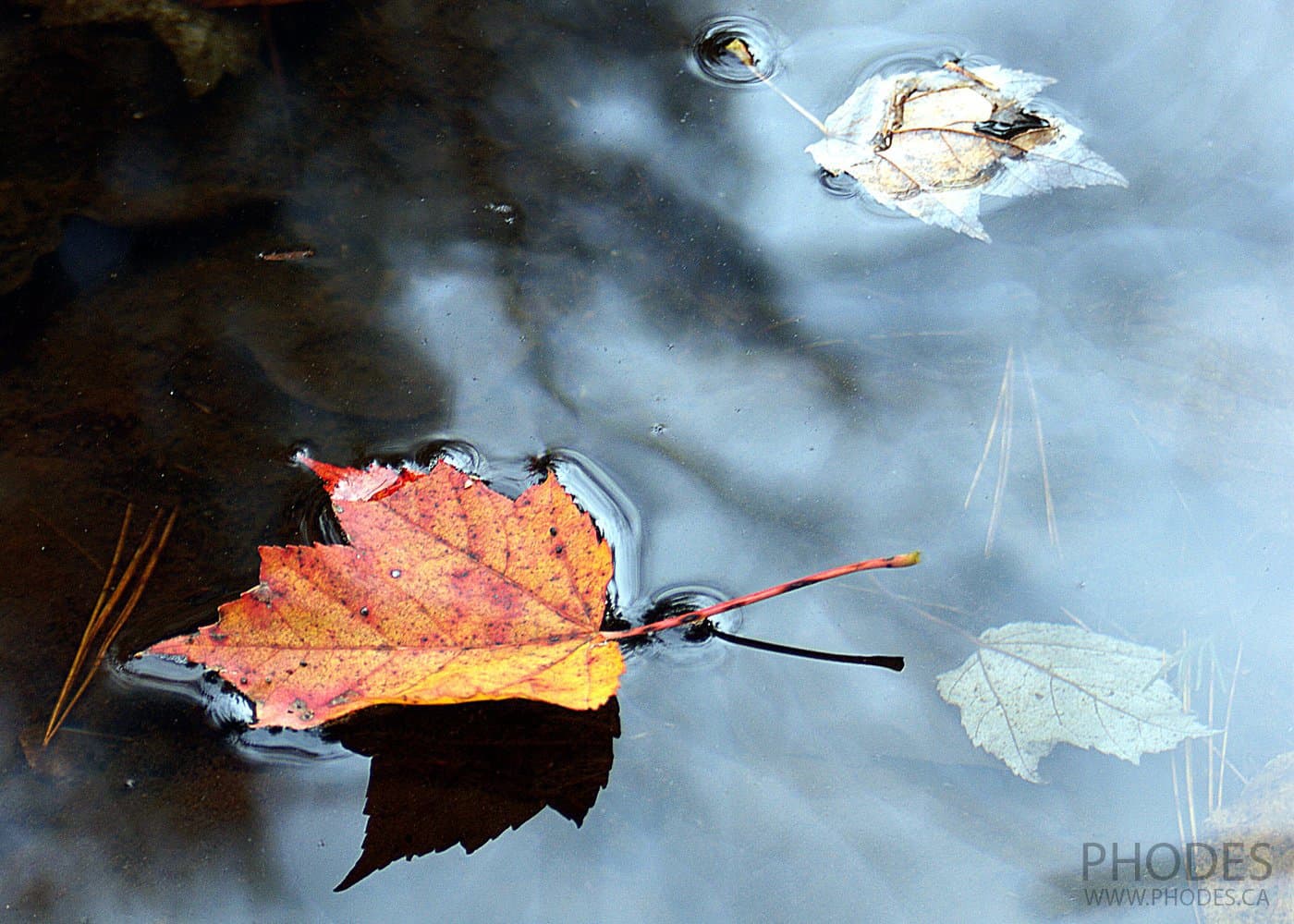 Кленовый лист, осень, Монреаль