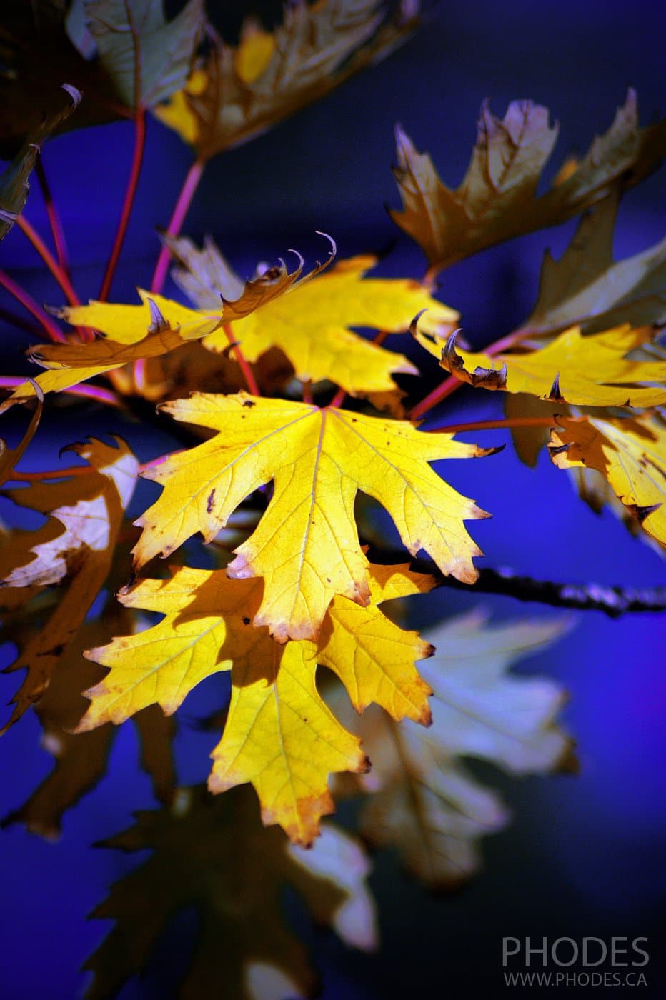 Yellow maple leaves, Montreal