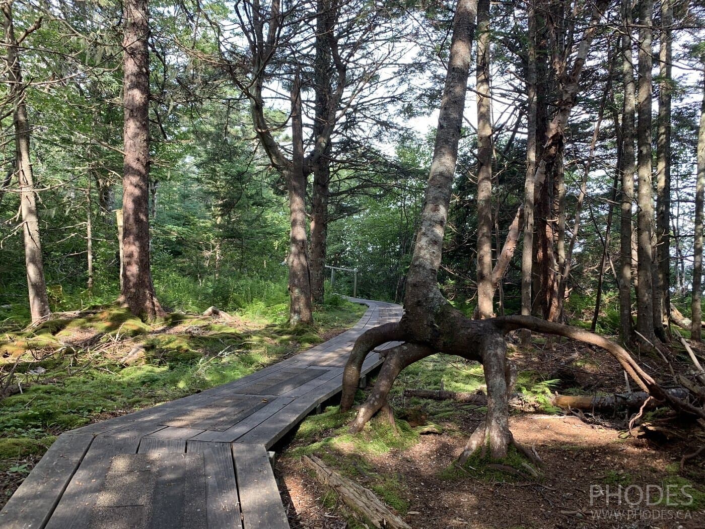 Hiking trail in the Anchorage Provincial Park on Grand Manan Island