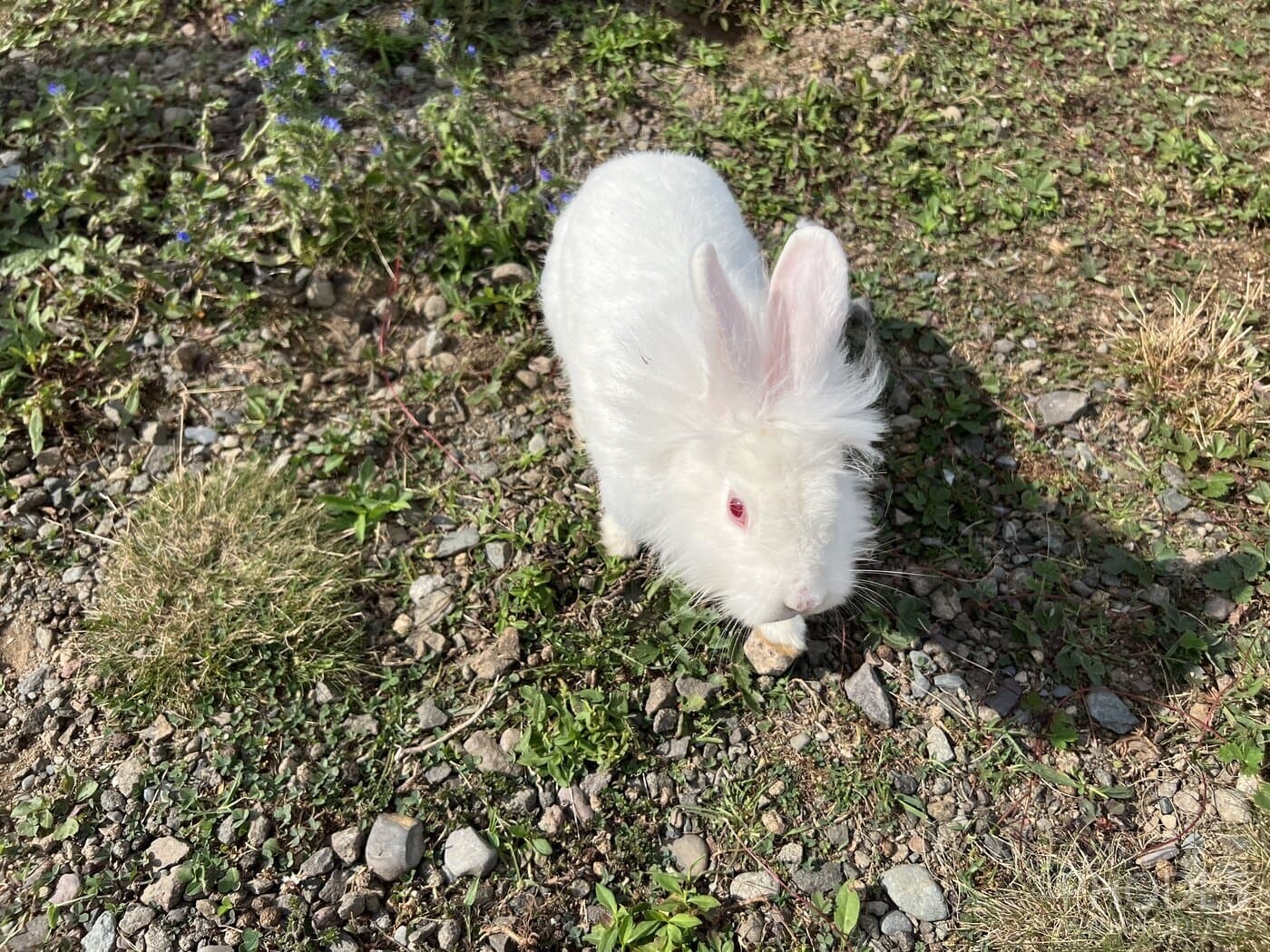 Un lapin au parc provincial The Anchorage sur l'île de Grand Manan