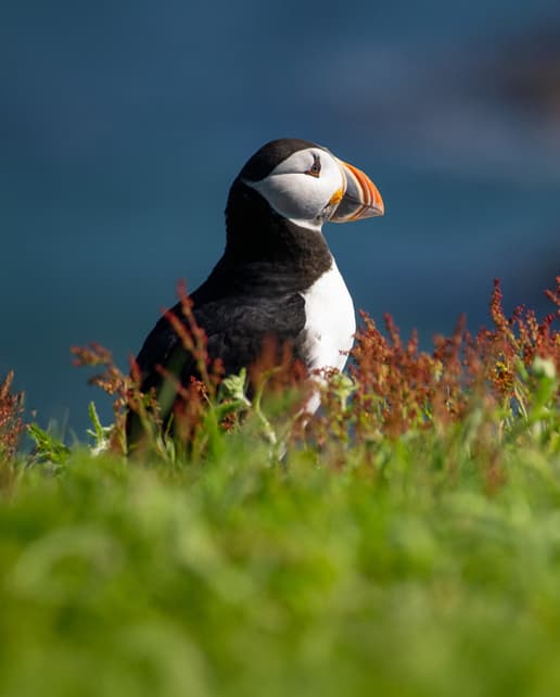 Atlantic Puffin - Bird Island - Elliston - Newfoundland