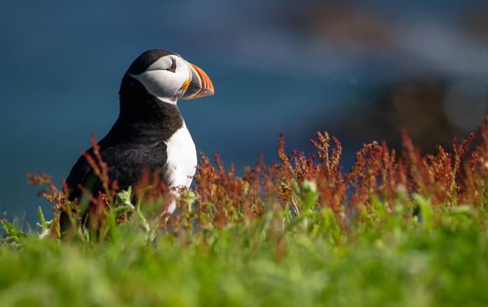 Atlantic Puffin - Bird Island - Elliston - Newfoundland