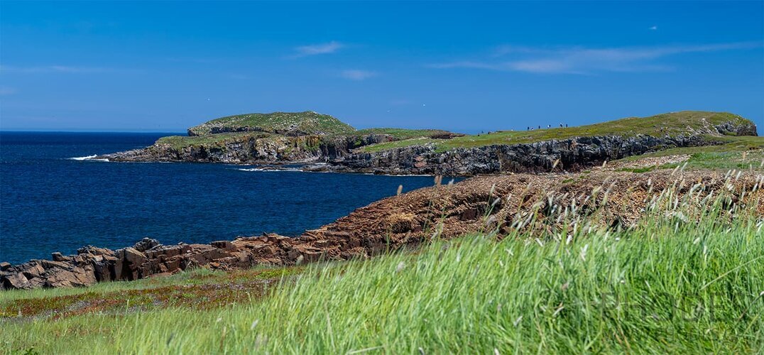 Bird Island - Elliston - Newfoundland