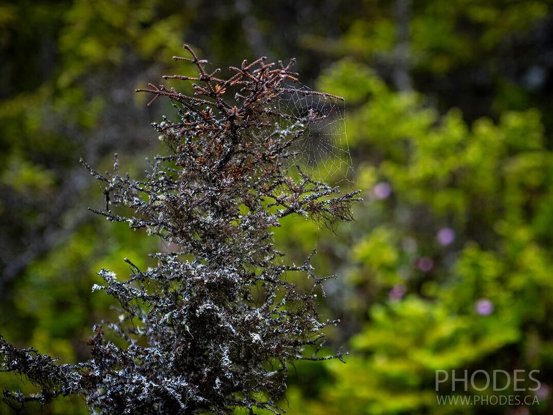 Spider web - Skerwink Trail - Port Rexton - Newfoundland