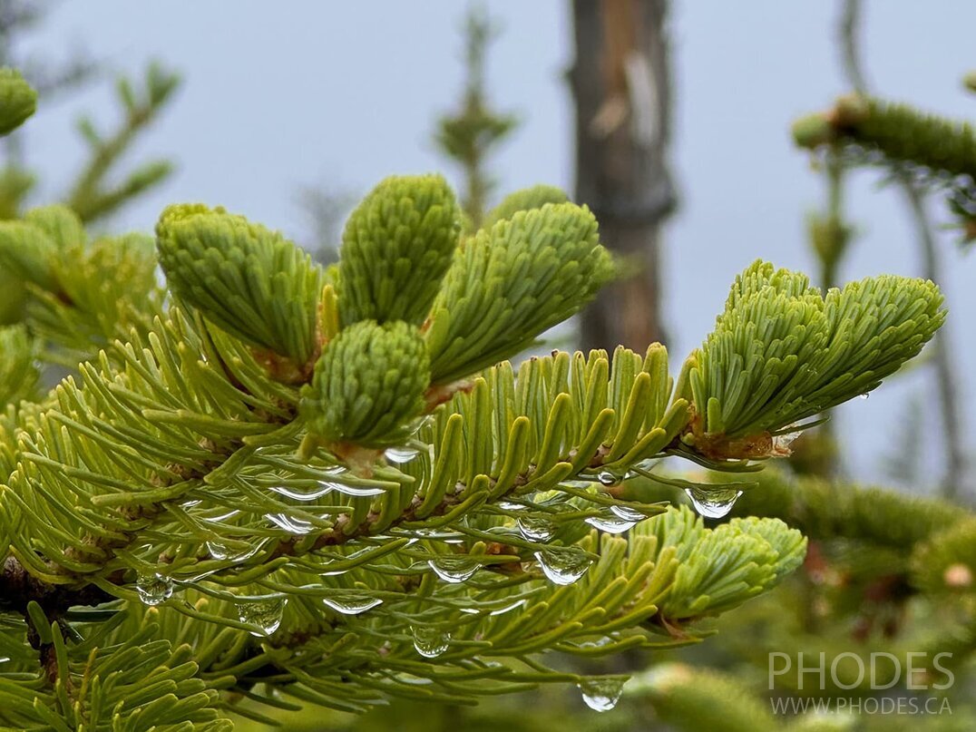 Raindrops on branches - Skerwink Trail - Port Rexton - Newfoundland